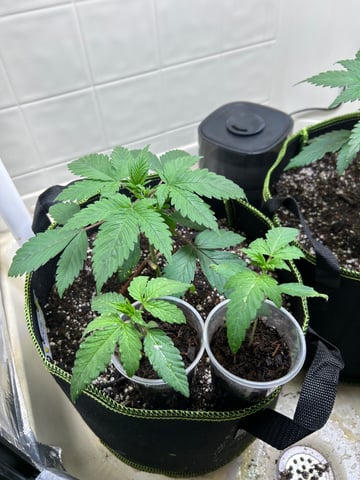 12 assed raven — vegetative, day 32