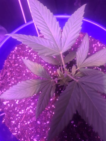 5 Random Seeds in a pot I found in my grinder. — vegetative, day 14