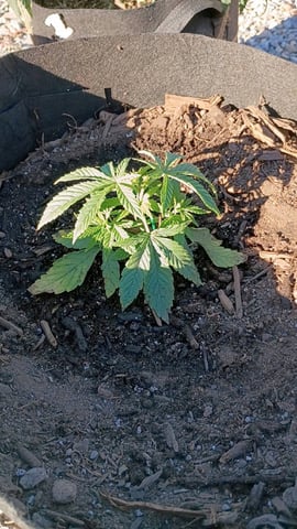 Purple Plum Perfect 💜 & 2 Grape Runtz 🍇 Mainlining garden.  — vegetative, day 82