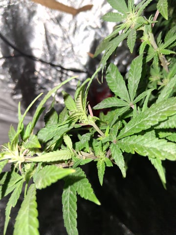 Granddaddy Purple  — grow_setup, day 2