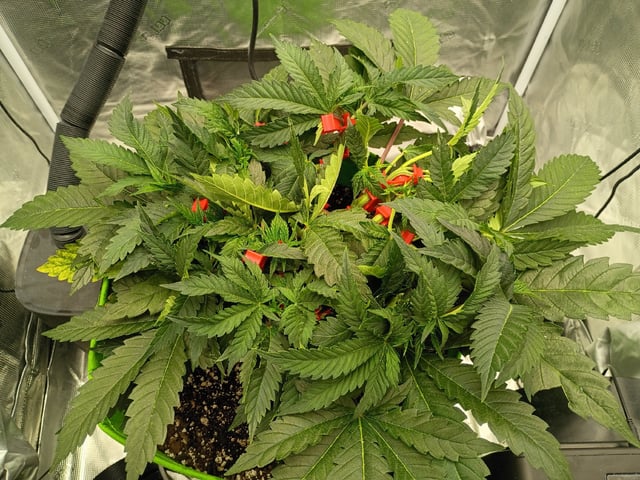 FastBuds Photo-Lemon Mandarin  — vegetative, day 55