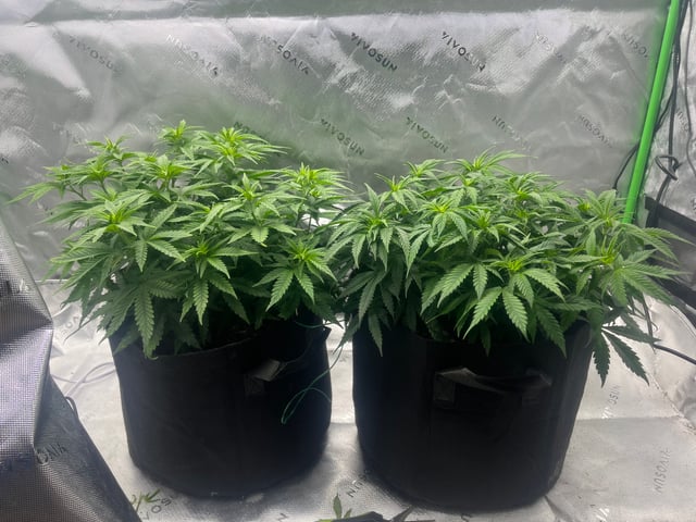 Blue Dream Photos — flower, day 51