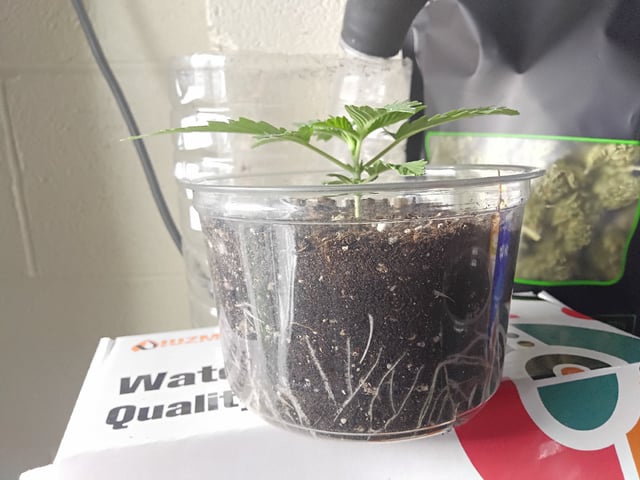FastBuds Photo-Lemon Mandarin  — seedling_rooting, day 16