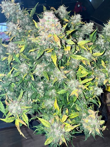 Fastbuds Autoflowers — harvest, day 75