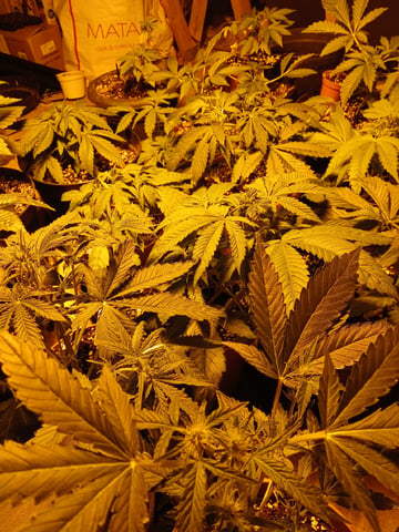 Autos — vegetative, day 30