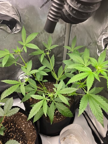Durban Poison — vegetative, day 50