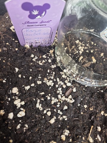 Automatic — germination, day 3