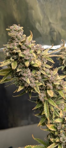 1st grow continued  — flower, day 32