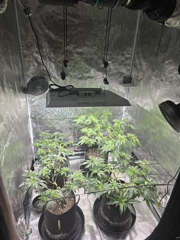 Acapulco Gold  — flower, day 56