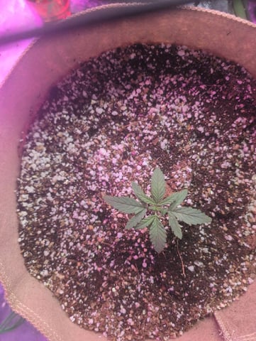 2025-26 — seedling_rooting, day 7