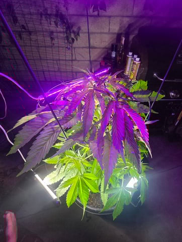 Venice Beach — vegetative, day 31