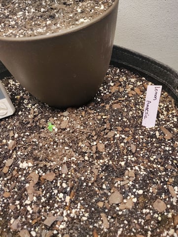 Beans For Days run — germination, day 3
