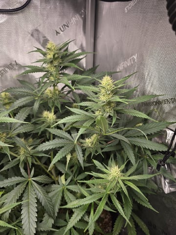 Coco Grow — flower, day 71