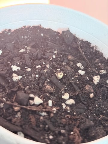 CANDYLAND — germination, day 1