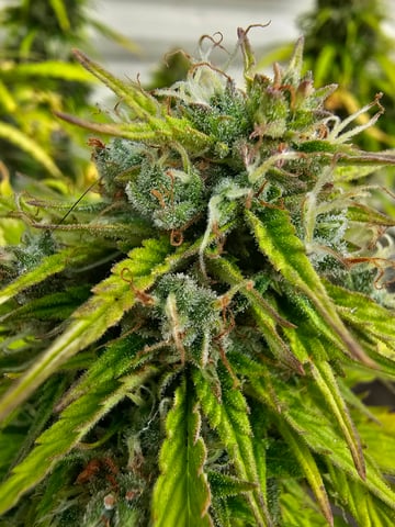 kush mass — flower, day 1