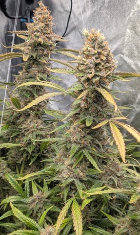 Strawberry Cheesecake Seedsman Seeds Autoflowers x2 — flower, day 104