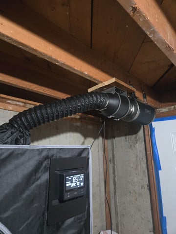 First Grow — vegetative, day 10