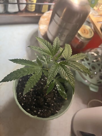 Banjo Clones — vegetative, day 45