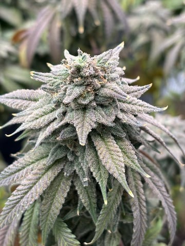 BloodMoon Gelato — flower, day 112