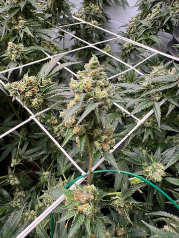 Permanent Marker, Gary Payton — flower, day 54