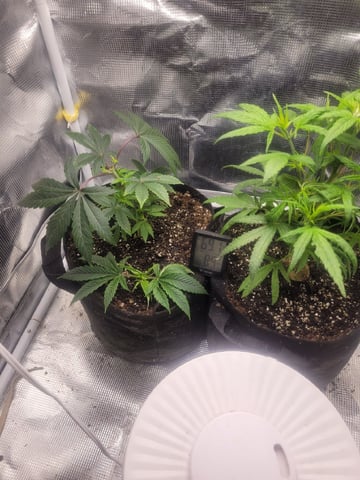 2 Week Old Babies — vegetative, day 2