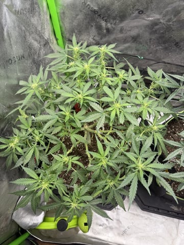 Midsummer Outdoor — flower, day 63