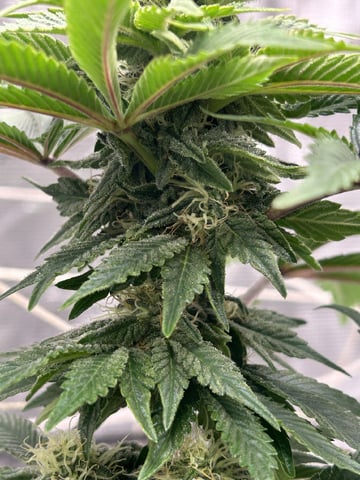 2025-26 harvest INDOOR — flower, day 118