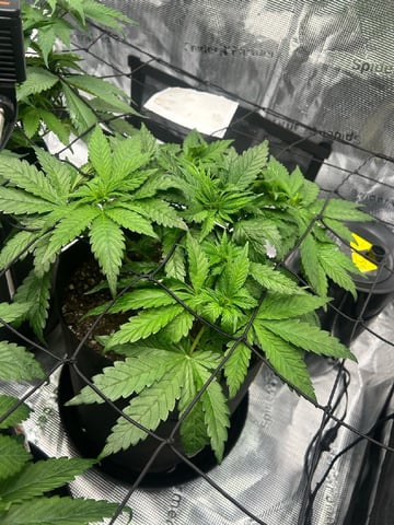 2025-26 harvest INDOOR — flower, day 85