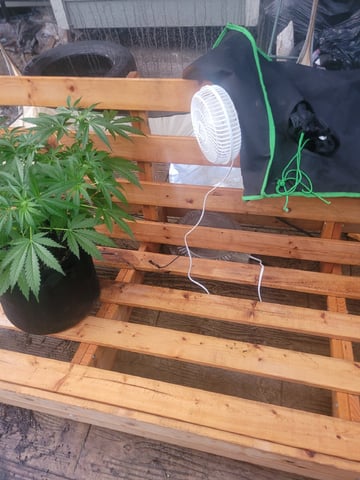 Clones And Hermie Seeds