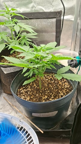 Skunk — vegetative, day 14