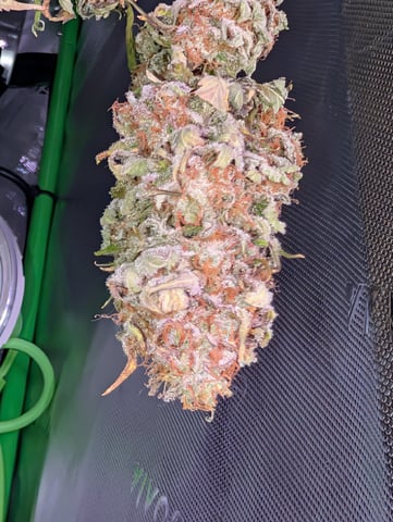 Golden Goat — done, day 48