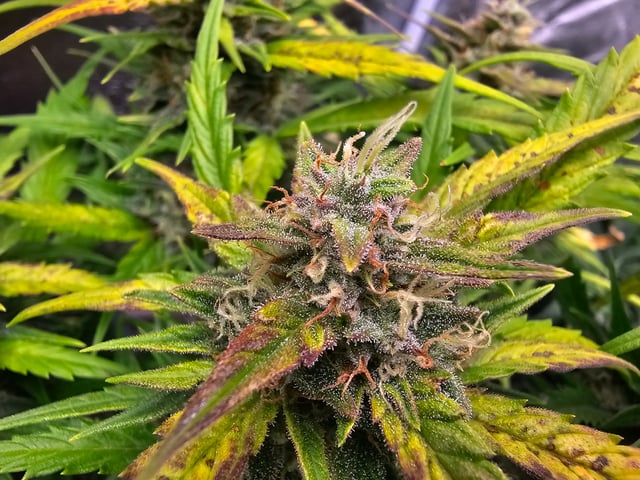 round 2 — flower, day 76