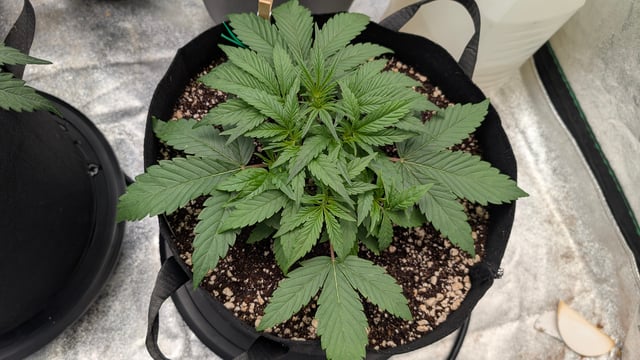 Mixed Grow — grow_setup, day 30