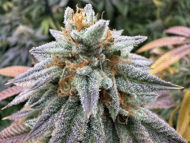 7 Strains 14 Plants  — flower, day 148