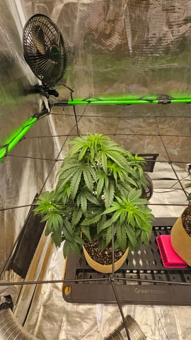 GT2 — vegetative, day 70