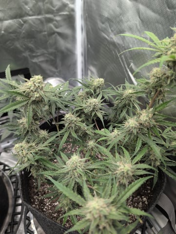 memphisto 3 bears OG, ethos high note r1 — flower, day 63