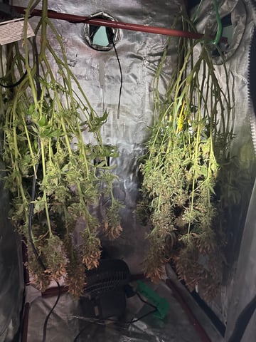 first grow in new 2x2