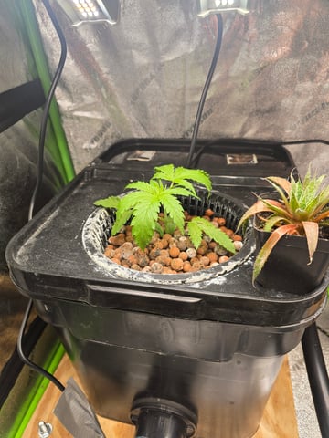 Growing — vegetative, day 40