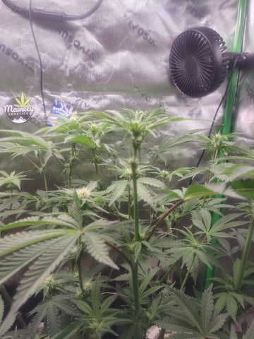 Mainely Genetics Micro Pheno Hunt — flower, day 58