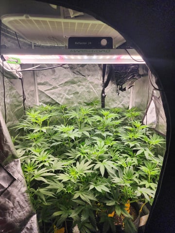 Hashburger And Lemon Deisel — harvest, day 3