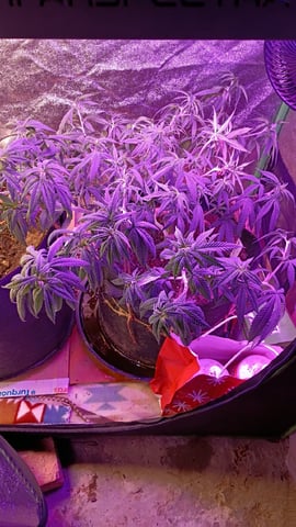 Purple Plum Perfect 💜 & 2 Grape Runtz 🍇 Mainlining garden.  — vegetative, day 101