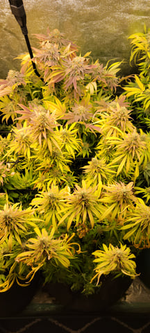 $chooners Grow — flower, day 40