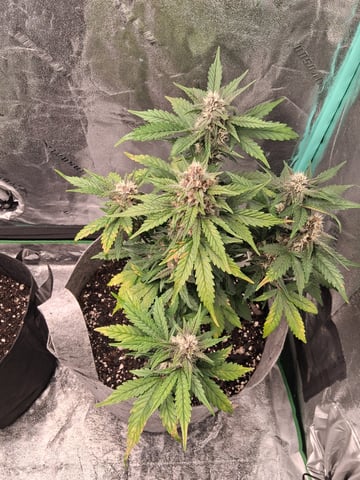 Lemon Cherry Cookies, Purple Haze and Strawberry Gorilla Grows — flower, day 7