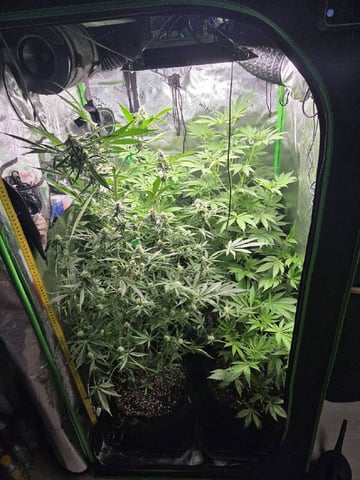 Special Kush#1 and Purple Queen Auto  — flower, day 63