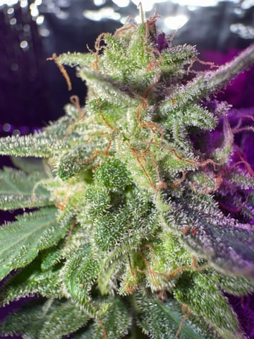 Quick One — flower, day 26