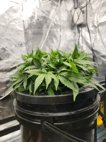 First Organic Hydro Grow. — vegetative, day 34