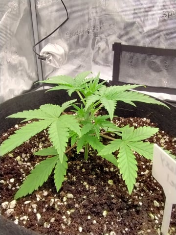 First grow — vegetative, day 23