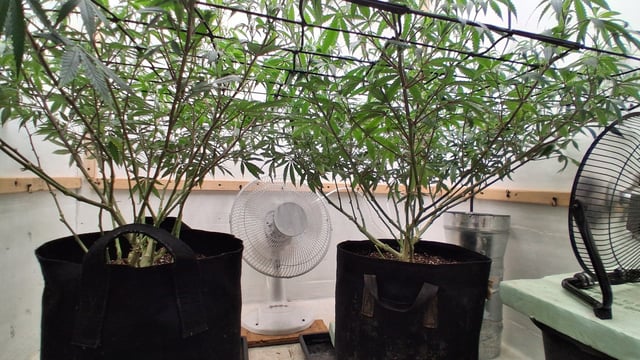 Round 2 — flower, day 25