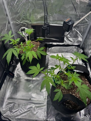  Trying to go big — vegetative, day 58
