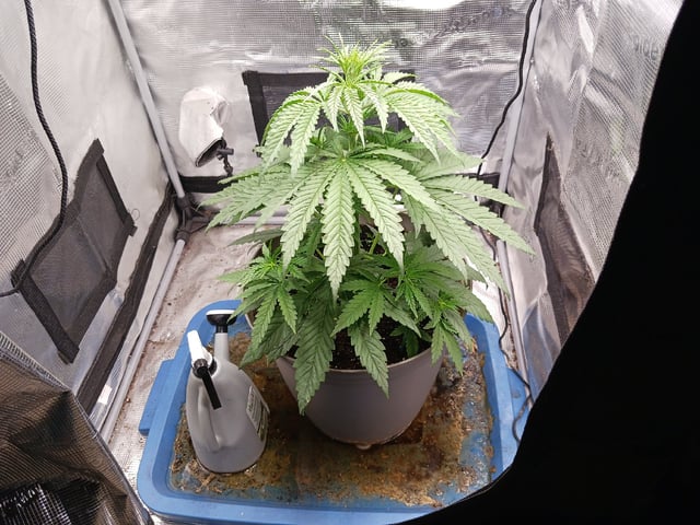 2nd Grow 2026  — vegetative, day 31